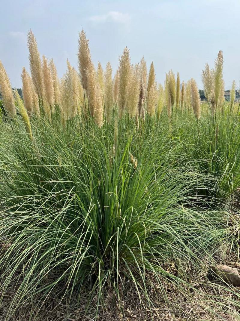 基地批发供应矮蒲苇袋苗工程绿化苗