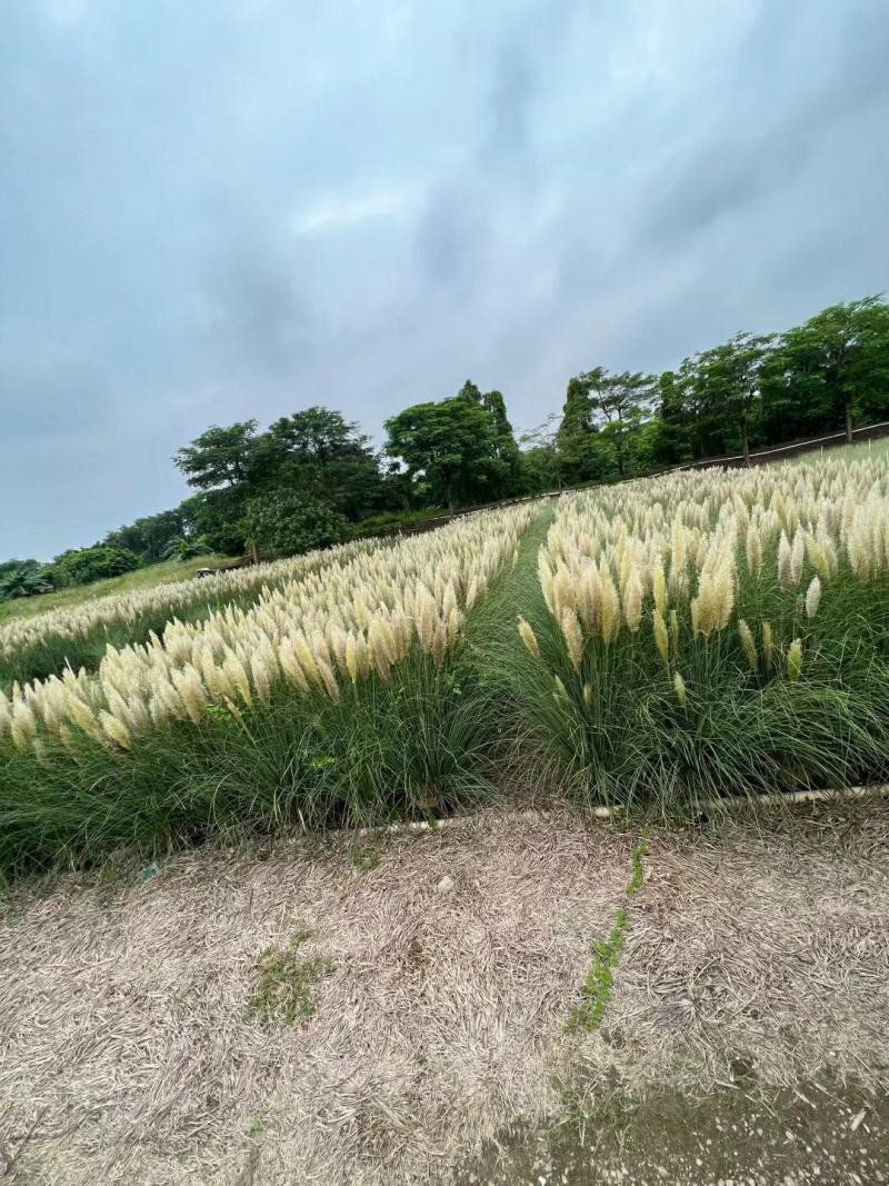 基地批发供应矮蒲苇袋苗工程绿化苗