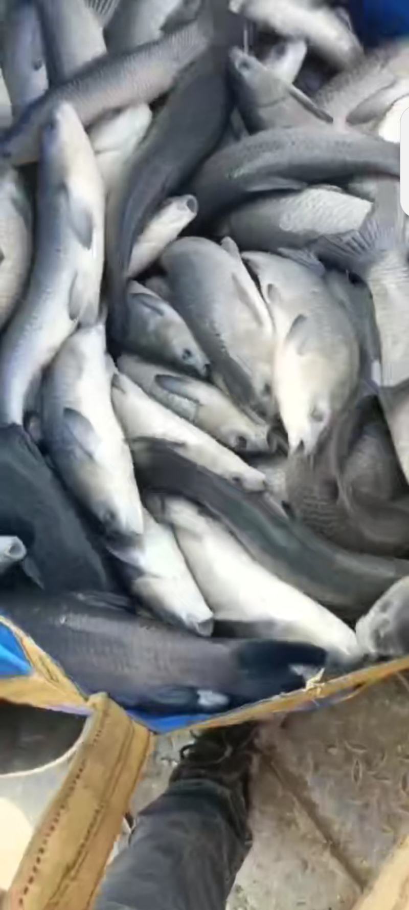 精品二龄青鱼苗，螺丝青苗，黑混子苗，塘口一手货源