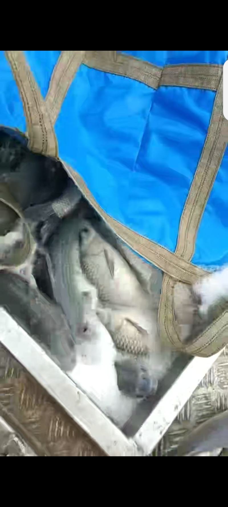 精品二龄青鱼苗，螺丝青苗，黑混子苗，塘口一手货源