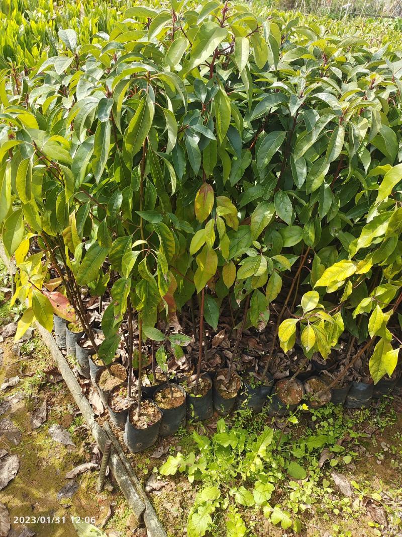 香樟苗，香樟树苗美化云南，种植全中国欢迎来到广东广州绿