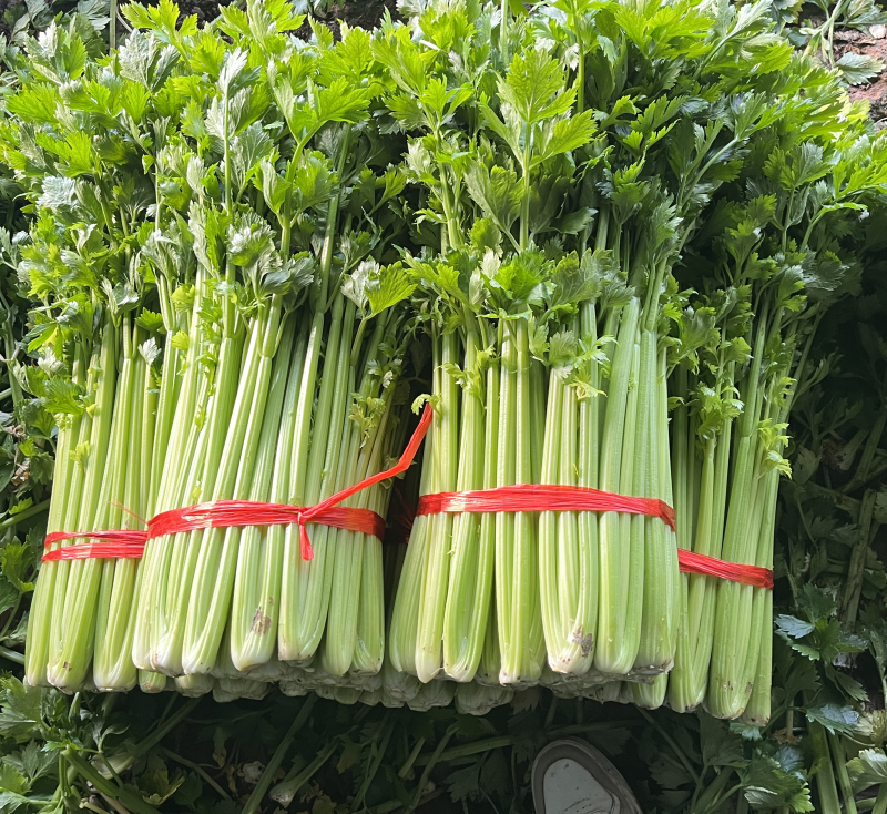 产地一手货源，精美芹菜，物流迅速，货源充足，服务质量。