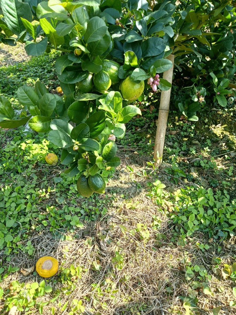 广东香水柠檬