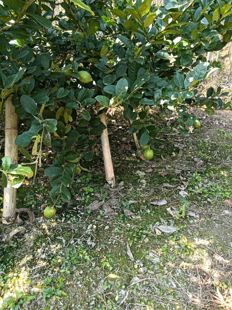 广东香水柠檬