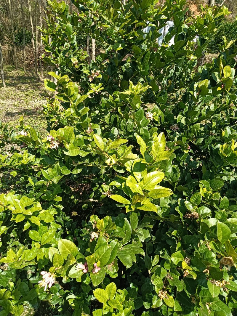 广东香水柠檬