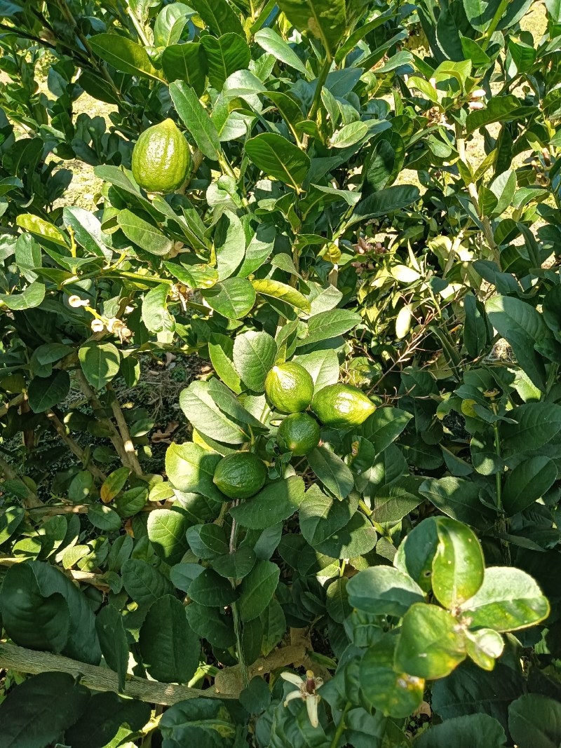 广东香水柠檬