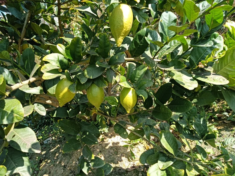 广东香水柠檬