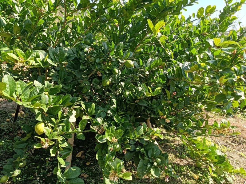 广东香水柠檬