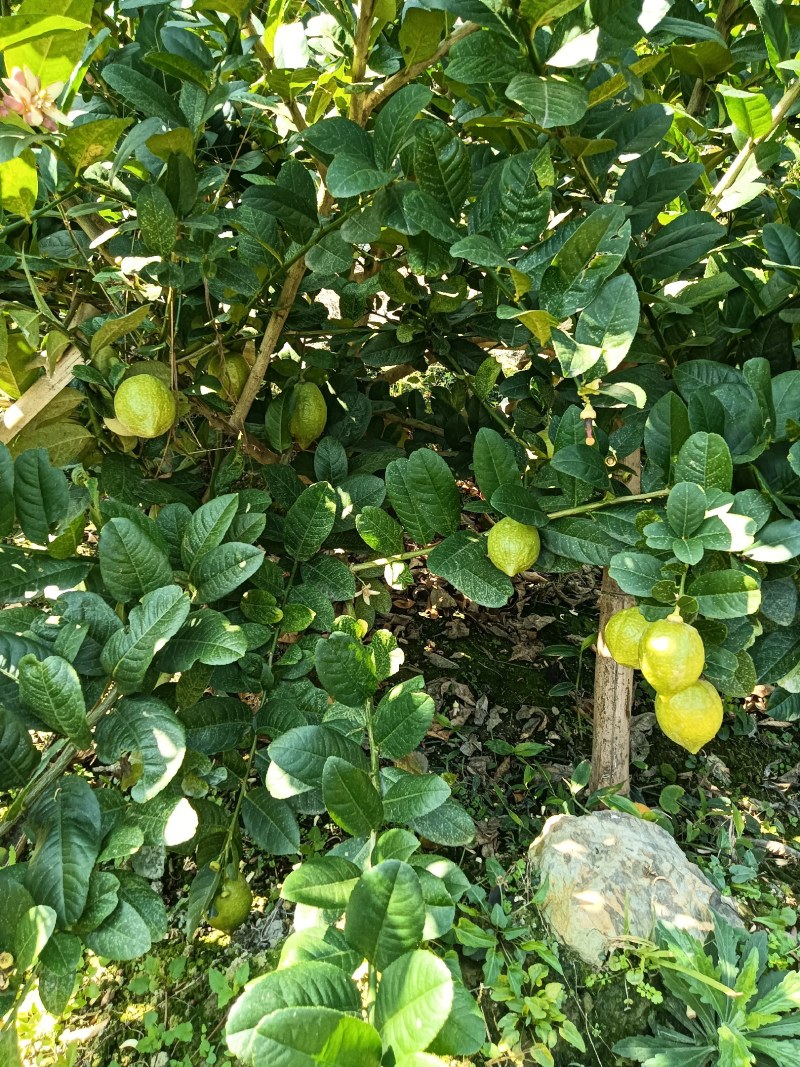 广东香水柠檬