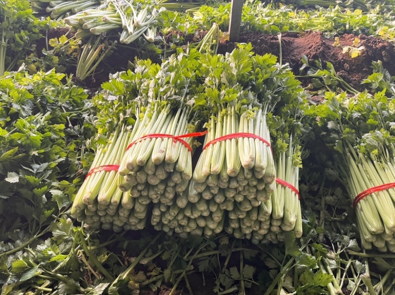 产地一手货源，精美芹菜，物流迅速，货源充足，服务质量。