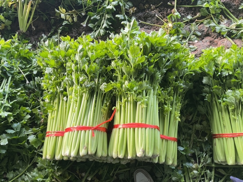 产地一手货源，精美芹菜，物流迅速，货源充足，服务质量。