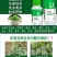 豆娇叶面肥豆角芸豆专用强力多开花多结荚果拉直拉长氨基酸叶