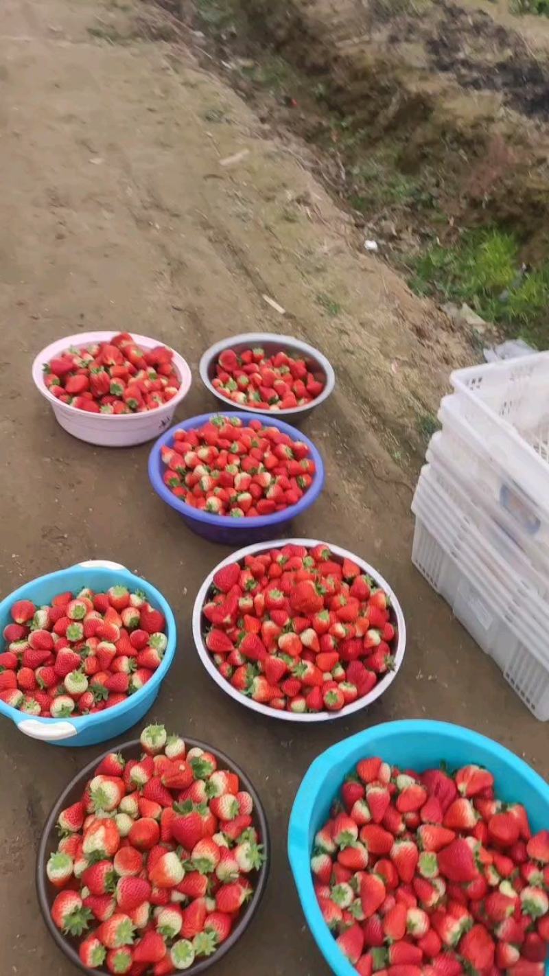 1.7湖南常德澧县产地直发，欢迎联系