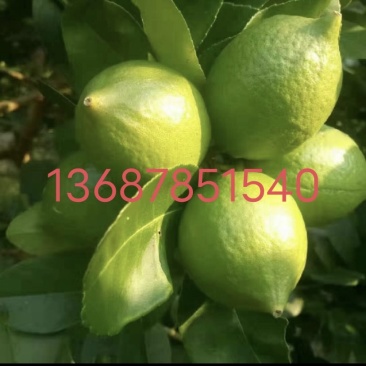 大量批发零售无籽香水柠檬包邮