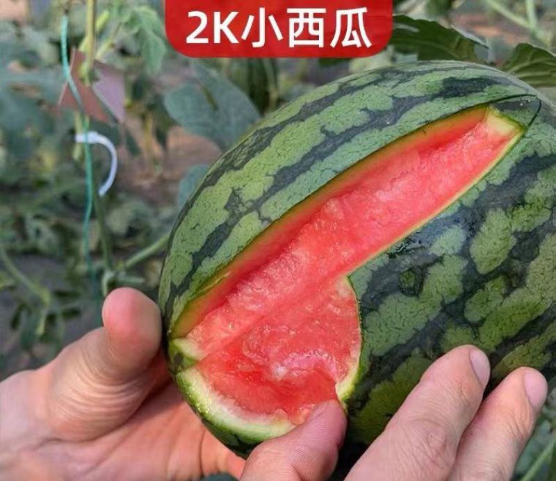 全美2k西瓜苗全美2K西瓜嫁接苗直播苗免费技术指导包回收