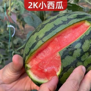 全美2k西瓜苗全美2K西瓜嫁接苗直播苗免费技术指导包回收