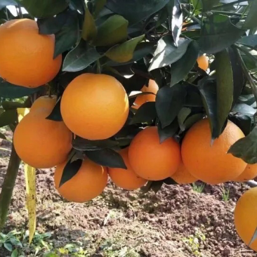四川仁寿青见之乡（青见）