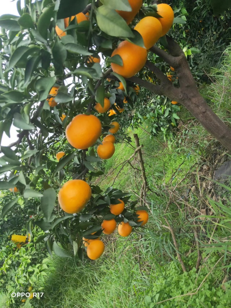 四川仁寿青见之乡（青见）