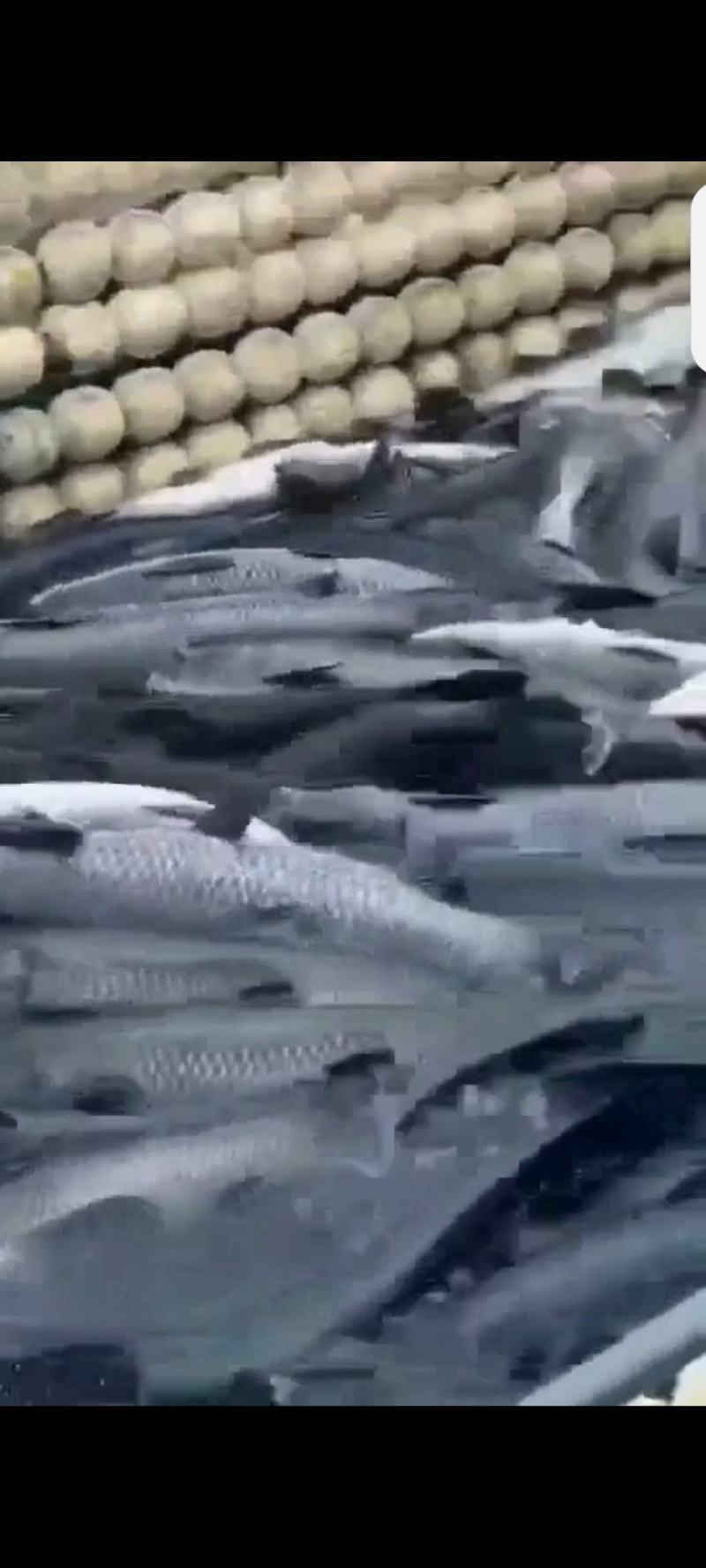 精品二龄青鱼苗，螺丝青苗，黑混子苗，塘口一手货源