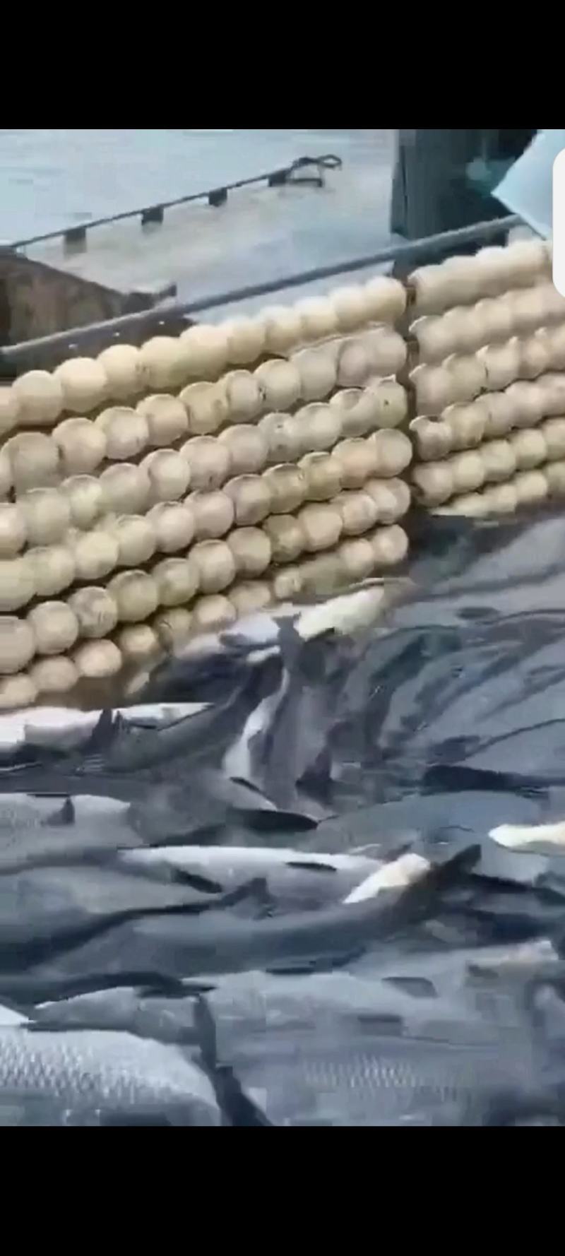 精品二龄青鱼苗，螺丝青苗，黑混子苗，塘口一手货源