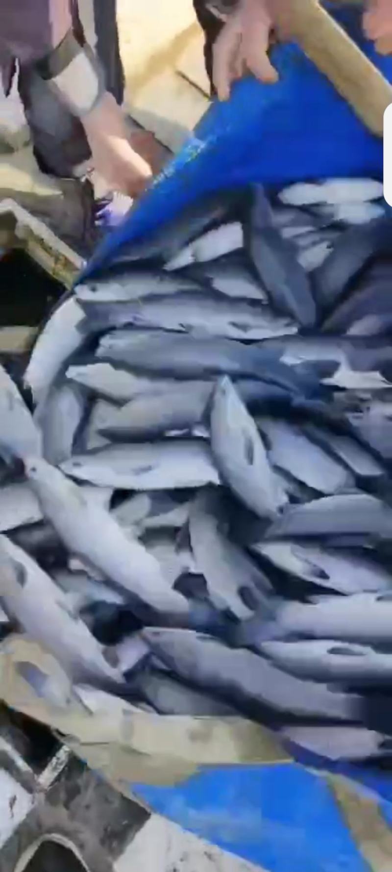 精品二龄青鱼苗，螺丝青苗，黑混子苗，塘口一手货源