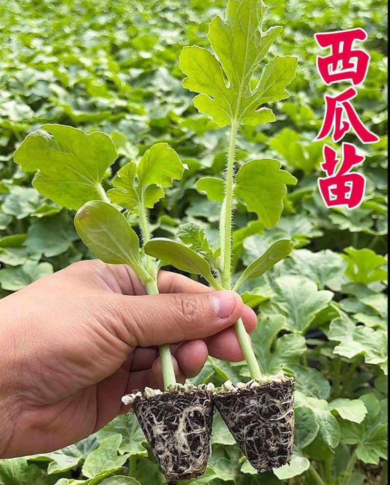 无籽西瓜苗免费技术指导包回收无籽西瓜嫁接苗直播苗