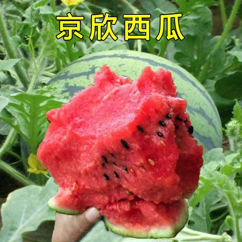 京欣西瓜苗京欣西瓜嫁接苗直播苗免费技术指导包回收