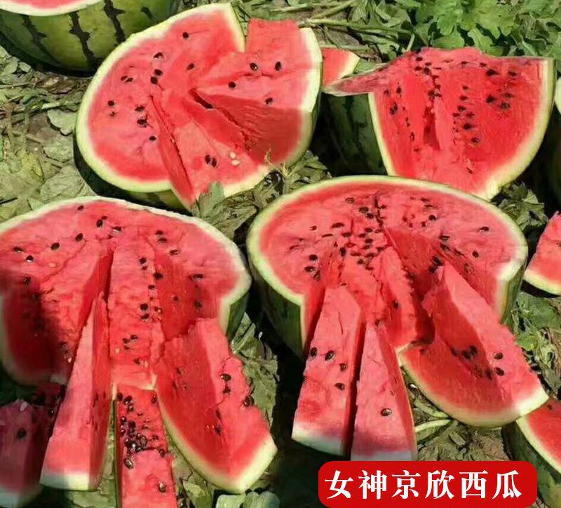 京欣西瓜苗京欣西瓜嫁接苗直播苗免费技术指导包回收