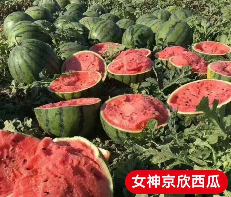 京欣西瓜苗京欣西瓜嫁接苗直播苗免费技术指导包回收