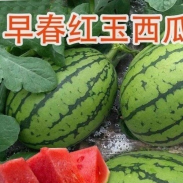 早春红玉苗免费技术指导早春红玉西瓜苗嫁接苗直播苗包回收