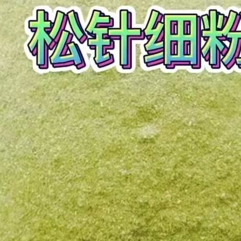 松针粉