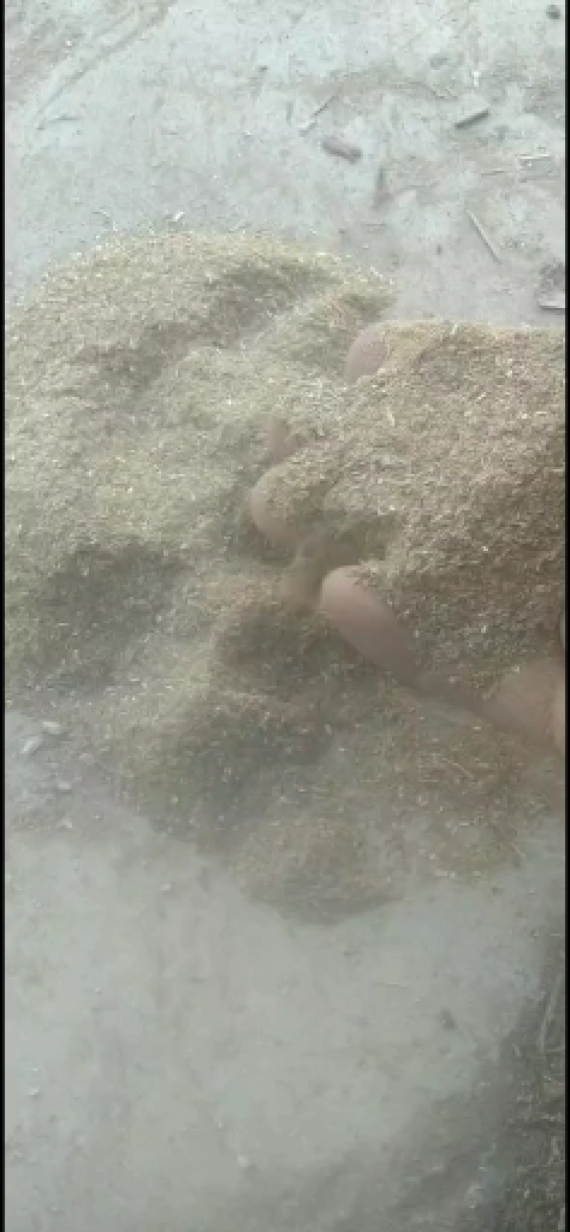 松针粉