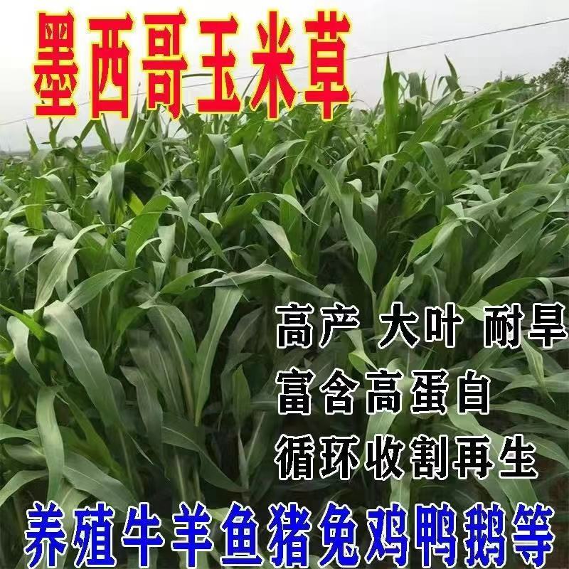 墨西哥玉米草玉米草种子高产大叶耐旱循环再生