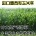 墨西哥玉米草玉米草种子高产大叶耐旱循环再生