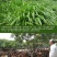 墨西哥玉米草玉米草种子高产大叶耐旱循环再生