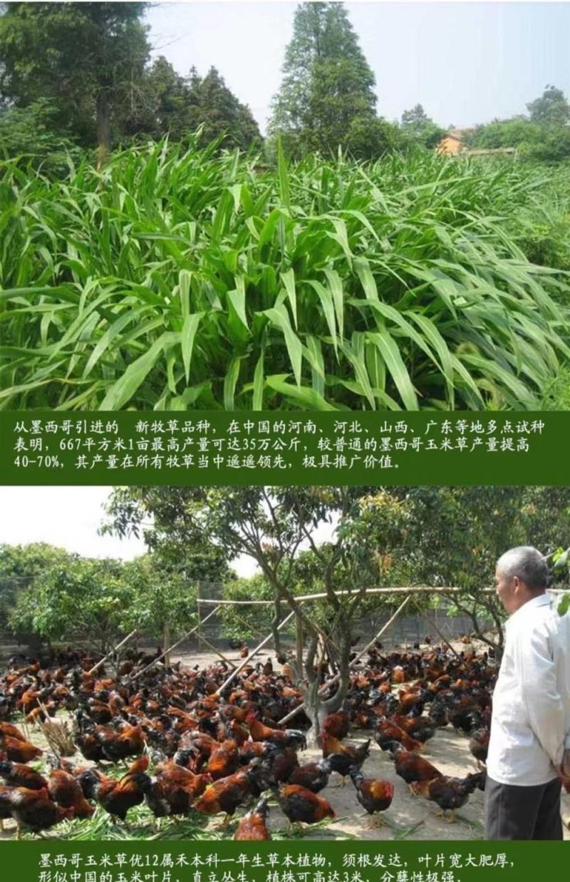 墨西哥玉米草玉米草种子高产大叶耐旱循环再生