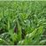墨西哥玉米草玉米草种子高产大叶耐旱循环再生
