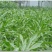 墨西哥玉米草玉米草种子高产大叶耐旱循环再生