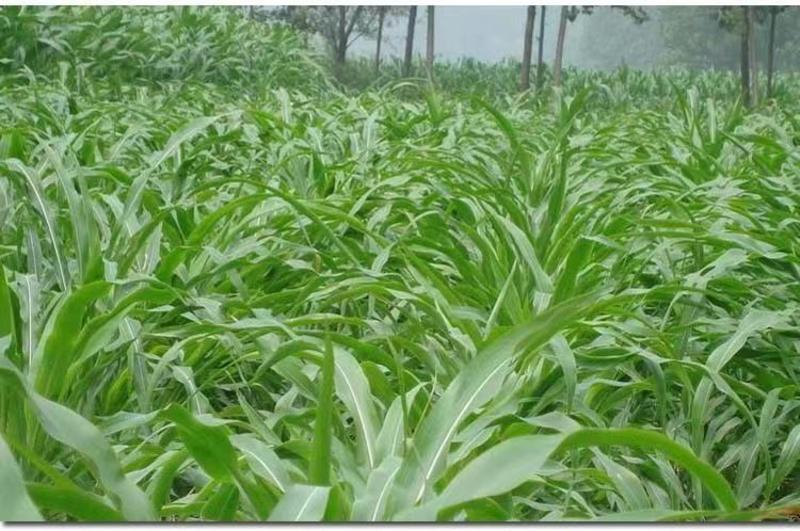 墨西哥玉米草玉米草种子高产大叶耐旱循环再生