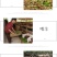 墨西哥玉米草玉米草种子高产大叶耐旱循环再生