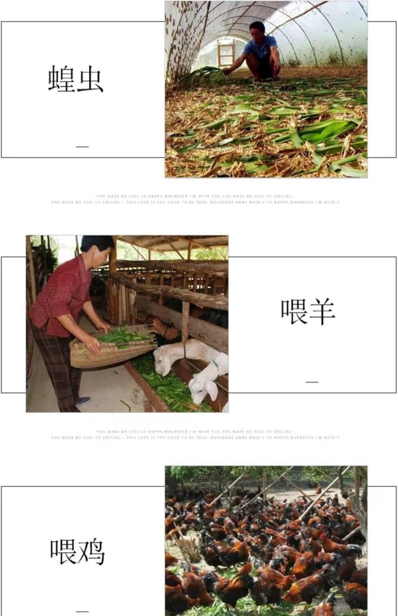墨西哥玉米草玉米草种子高产大叶耐旱循环再生