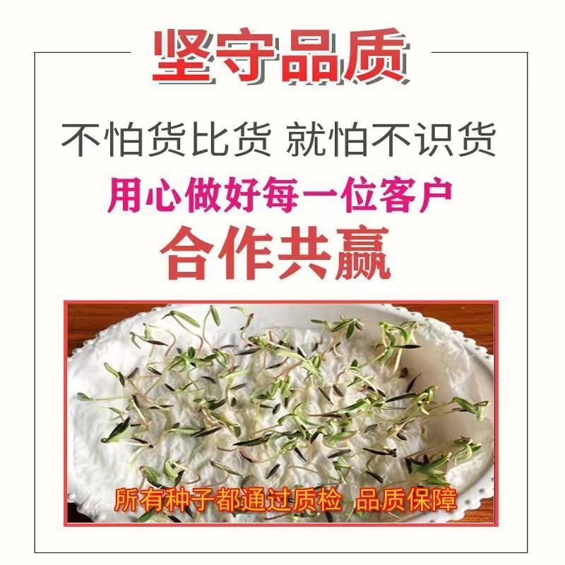 墨西哥玉米草玉米草种子高产大叶耐旱循环再生