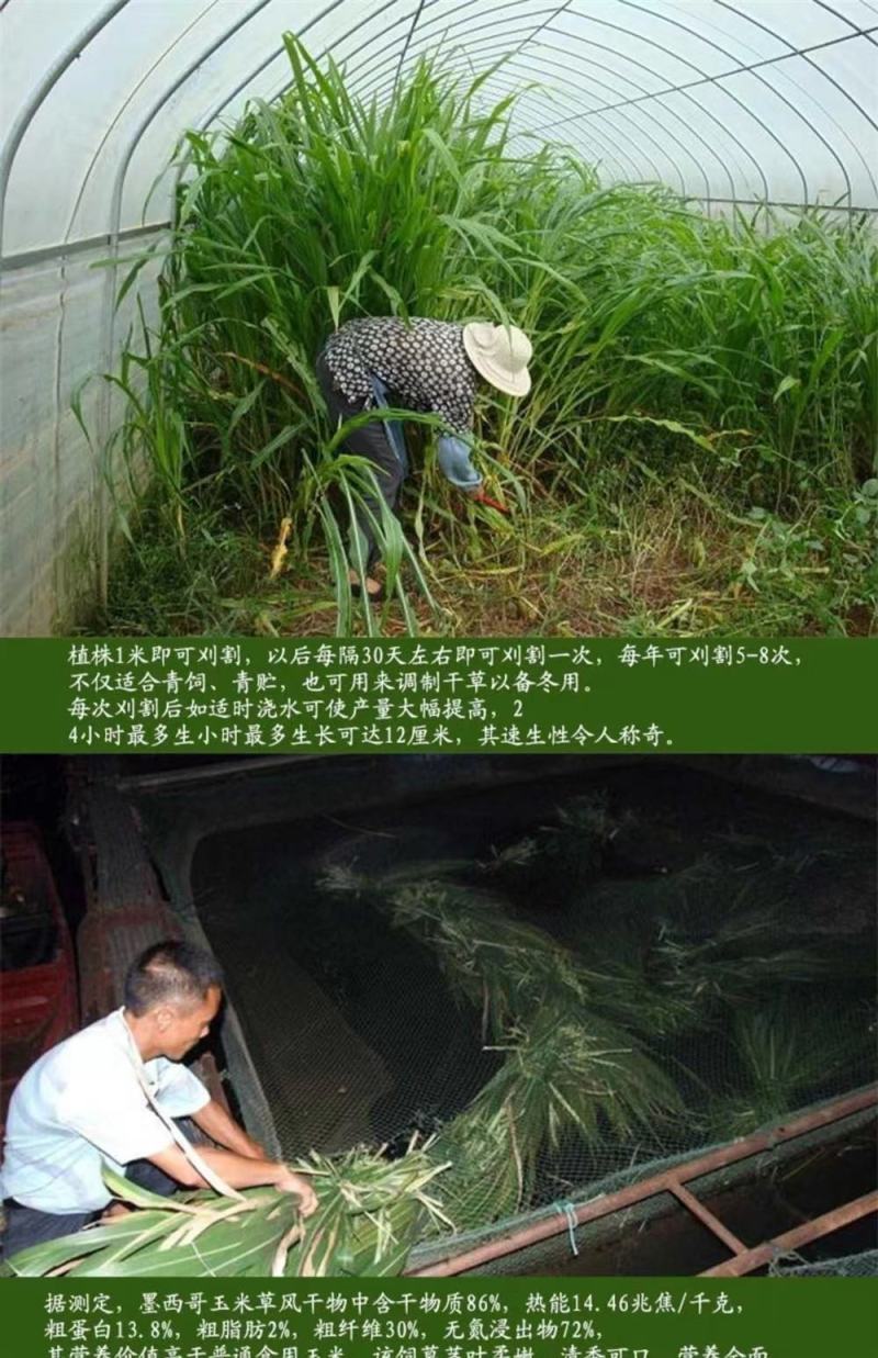 墨西哥玉米草玉米草种子高产大叶耐旱循环再生