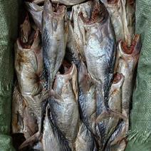 去头无内脏梅香味咸鱼红肉鱼鲜嫩用于做茄子煲的好材料