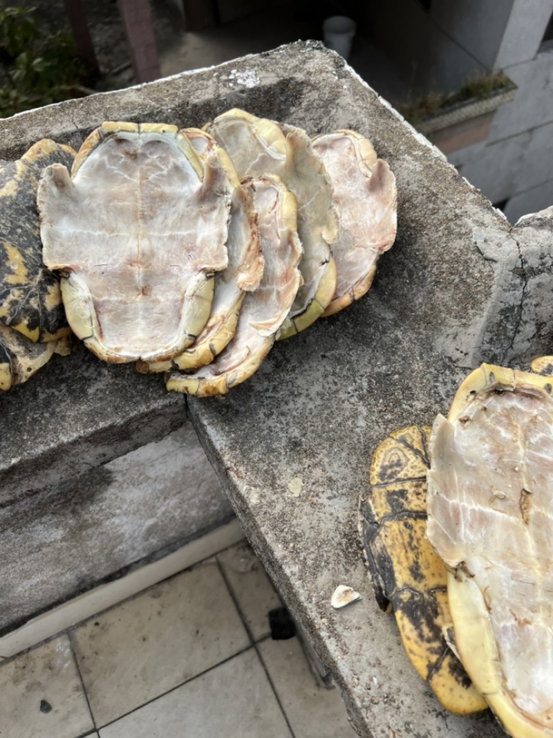 龟甲巴西龟板草龟板龟壳
