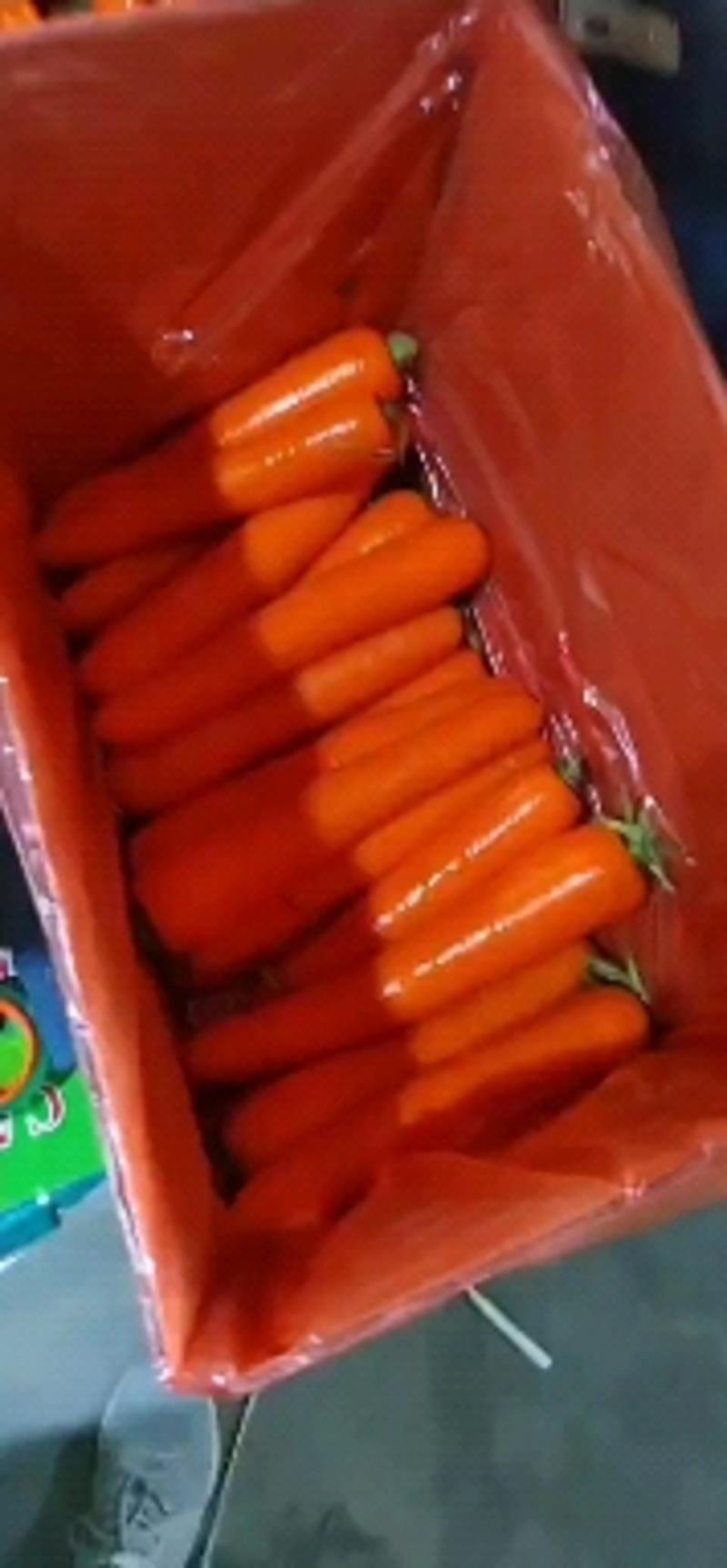 河南新三红红萝卜大量上市电商，市场，超市，供应各种包装，