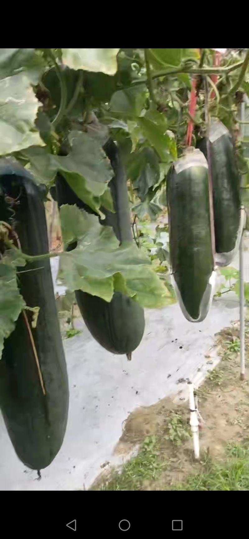 〈优质黑皮冬瓜〉品质好，耐运输，需要的客户请联系。