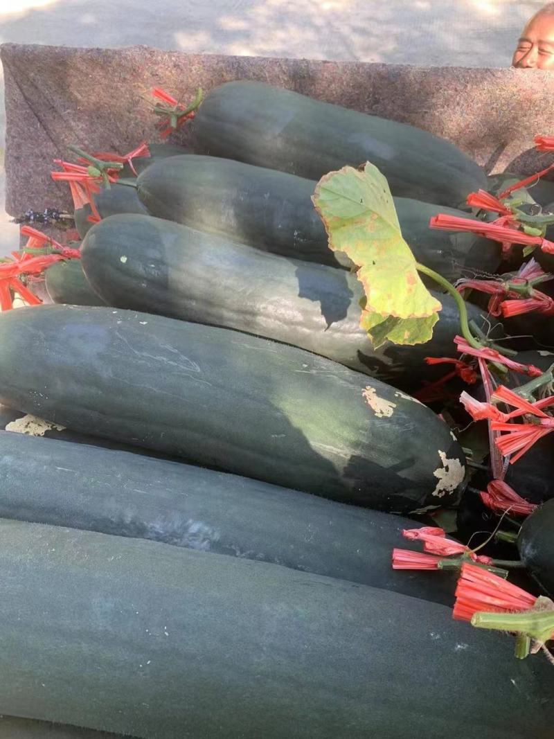 〈优质黑皮冬瓜〉品质好，耐运输，需要的客户请联系。