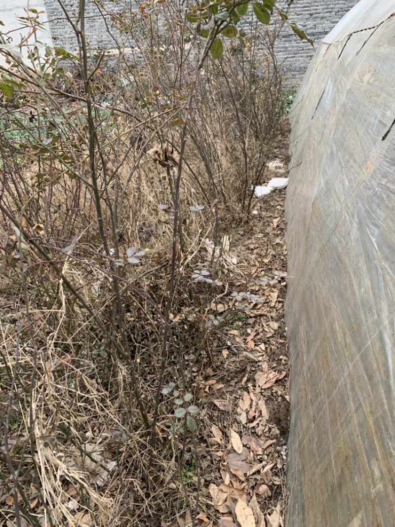 欧月2年3年苗