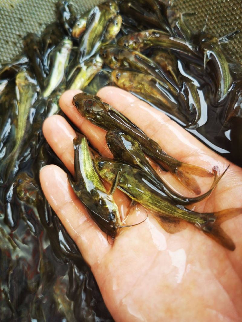 黄骨鱼苗